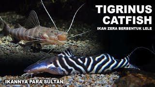 Tigrinus Catfish Ikan Zebra Berbentuk Lele [upl. by Atalie]