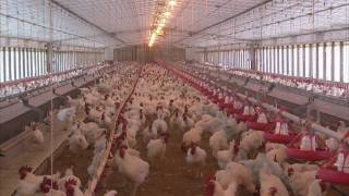 Poultry Farming Advancements  Americas Heartland [upl. by Yelrebmyk296]