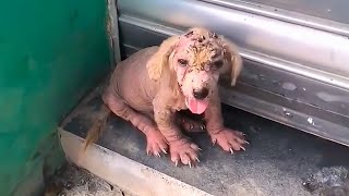 Suffering from severe scabies the poor dog was kicked out of the house by its owner [upl. by Namlas125]