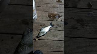 White bass at Richland Chambers reservoir fishing [upl. by Relyt75]