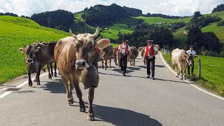 Alpabfahrt Appenzell Ausserrhoden 2022  Jakobsbad  Urnäsch  Zürchersmuehle  Hundwill [upl. by Etrem]