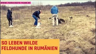 Futterstellen für die armen Feldhunde [upl. by Burrow266]