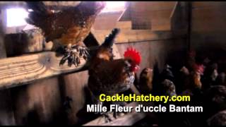 Mille Fleur dUccle Bantam Chicken Breed Breeder Flock  Cackle Hatchery [upl. by Kosey]