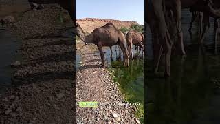 The unique foot structure of camels facts animalwonders camel [upl. by Jezreel]