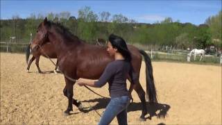 exercices pratiques equitation ethologique pour bien comprendre son cheval [upl. by Natty]