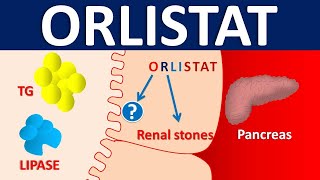 Orlistat  Mechanism side effects precautions amp uses [upl. by Vinita]