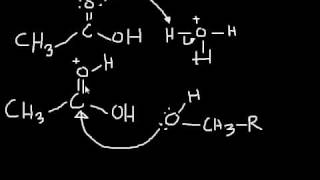 Esterification Mechanism making an ester from a carboxylic acid and an alcohol [upl. by Goldwin]