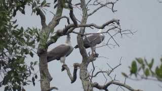 White Bellied Sea Eagle Calling [upl. by Polk984]