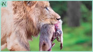 Lion Kills Monkey and Helpless Baby Soon After [upl. by Aiet]