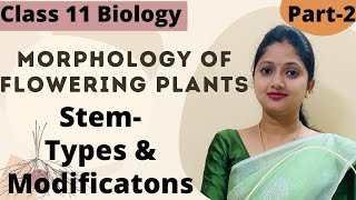 Morphology Of Flowering Plants  Stem Class 11 Biology  Part2 [upl. by Anelyak159]