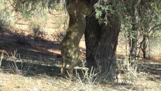 Kalahari  Male Lion climbs tree and Steals Leopard kill [upl. by Crudden661]