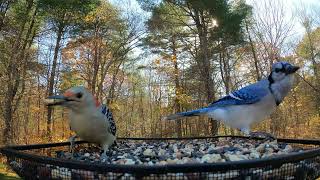 Tufted Titmouse Blue Jay RedBellied Woodpecker [upl. by Bagley]