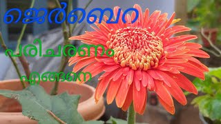 Jerabera plant care in malayalam [upl. by Larentia]