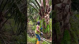 Palm Oil Harvesting Skill Using Scythe Youtube Shortvideo [upl. by Giguere]