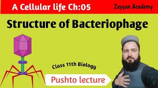 Structure of Bacteriophage  A Cellular life Ch05  Class 11th Biology  M Farooq [upl. by Elias801]