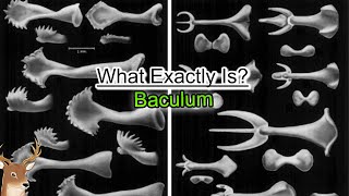 What Exactly is Baculum and How Human Lost It [upl. by Nanon]