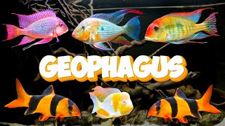 The Ultimate CENTERPIECE Fish Geophagus VaraityAngal Fish Tank Geophagus Fish Tank [upl. by Shull]