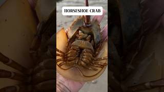 Horseshoe Crab Bank Street Beach Harwich Port Cape Cod shorts [upl. by Delphine600]