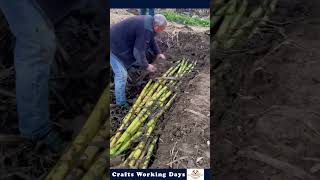 The Process Of Extracting Sugarcane Stock From The Ground [upl. by Pirbhai]