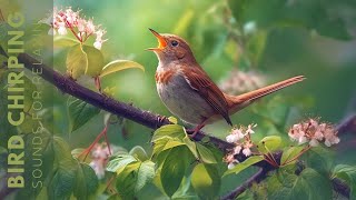 Birds Singing  Relaxing Bird Sounds Heal Stress Anxiety and Depression Heal The Mind [upl. by Silletram]