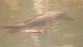 Turtles amp big Carps  Grenadier Pond High Park [upl. by Novoj]