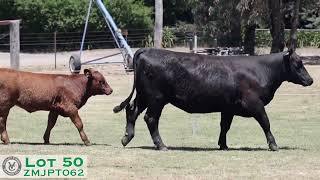 Lot 50 ZMJPT062 VC Simmentals Online Herd Reduction Sale 2024 [upl. by Maloy]