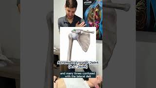 Shoulder Pain Decoded AC Joint vs Lateral Deltoid  Lifespring Chiropractic Austin TX [upl. by Iaj214]