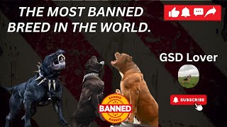 How Many Banned Dogs Breeds 🚫❌🐶🐺 [upl. by Ecirtemed703]