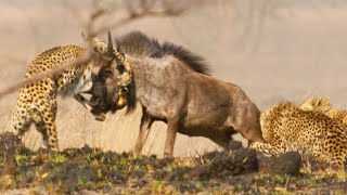 Cheetah Takes on Dangerously Large Prey  Dynasties II  BBC Earth [upl. by Bushore]