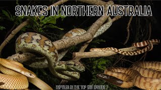 FINDING SNAKES IN NORTHERN AUSTRALIA Episode 7 [upl. by Anitsirk483]