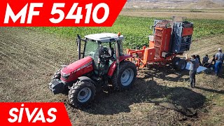 2020 PANCAR SÖKÜMÜ   MASSEY FERGUSON 5410 amp ALTINÖRS D 2000 [upl. by Angelika987]