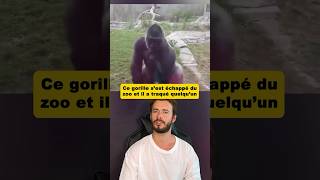 Ce gorille s’est échappé du zoo et il a traqué quelqu’un 🦍 [upl. by Christa]