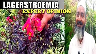 How to grow largerstroemia plant expert opinion  Care of Lagerstroemia plant  Red leaf plant [upl. by Esenej]