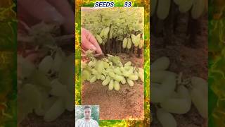 Grapes লতা কলম  shorts Grapes grow plants tree seedsplants33 [upl. by Glick461]