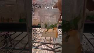 Cannabis Micropropagation in TissueCulture 🌱🚀 [upl. by Solly569]