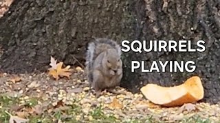 SQUIRRELS PLAYING [upl. by Maya]