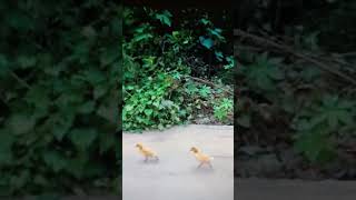 Ducklings are following the leader which is the dog Watch 🐕🐕🦆🦆 [upl. by Asalocin]