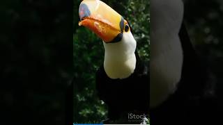 Toucan description and characteristics 2024 [upl. by Kcirtapnaes]