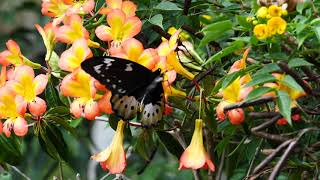 Female of Ornithoptera goliath in flight ゴライアストリバネアゲハ・メスの飛翔 [upl. by Malliw]