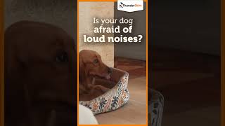 Is your dog afraid of loud noises Discover how ThunderShirt can help shorts Thundershirt [upl. by Kacey]