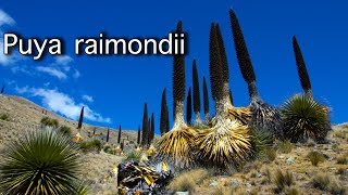 PUYA RAIMONDII It EATS sheep clickbait  Travelling Beard in Peru [upl. by Melony]