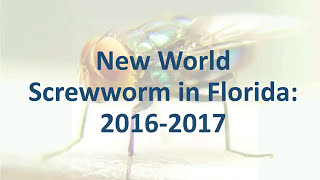 Florida New World Screwworm Incident [upl. by Hildagard237]