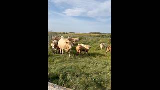 Curious Cows cow farmlife happy animals [upl. by Vasya]