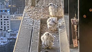 Baby Falcons morning walk  367 Collins Falcons  Oct 26 2024 [upl. by Suoiluj]