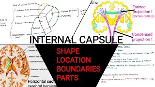 INTERNAL CAPSULE  PART  1 [upl. by Dinsdale440]