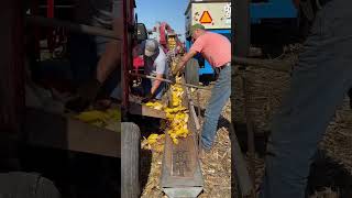 Slow boys Picker days Corn Picking Corn Shelling [upl. by Yager784]