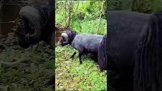 quotViral Moment Quessant Sheep Breaks a Tree in Secondsquot [upl. by Davey]