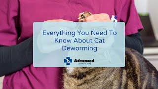 Everything You Need To Know About Cat Deworming [upl. by Gavan]