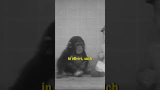 Chimpanzee vs Human Experiment [upl. by Latsyrcal]