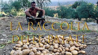 La Raccolta delle PATATE  Manuale con la Zappa  Coltivazione Patate Orto Biologico [upl. by Atikihc]